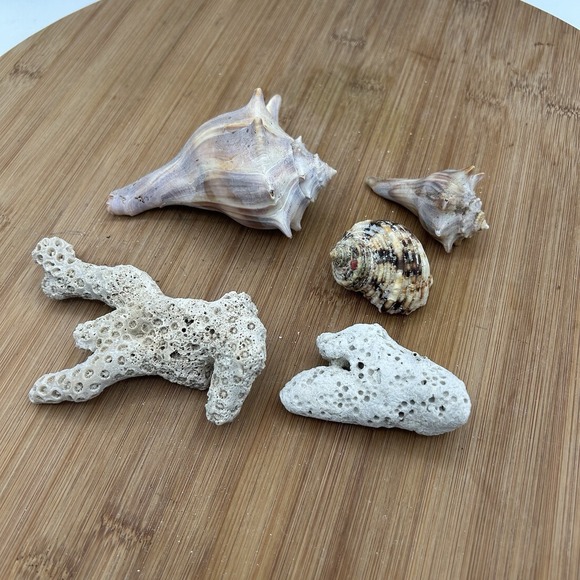 Other - Turbo  Argyrostommus,‎ Coral and Whelk Shells Nautical Decor Aquarium Specimens